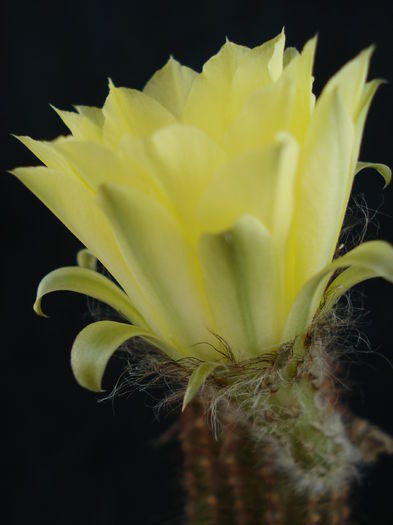 DSC07030 - Cactusi 2011