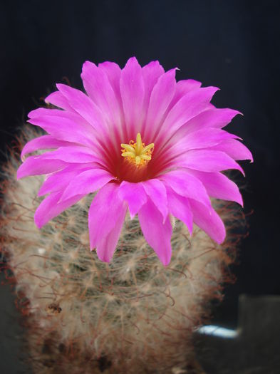 DSC07174 - Cactusi 2011