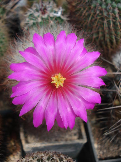 DSC07246 - Cactusi 2011
