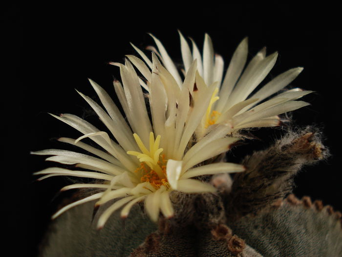 DSC07529 - Cactusi 2011