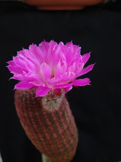 DSC07546 - Cactusi 2011