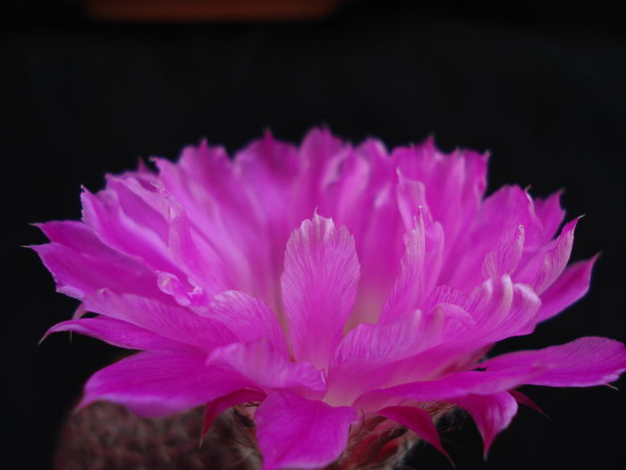 DSC07549 - Cactusi 2011