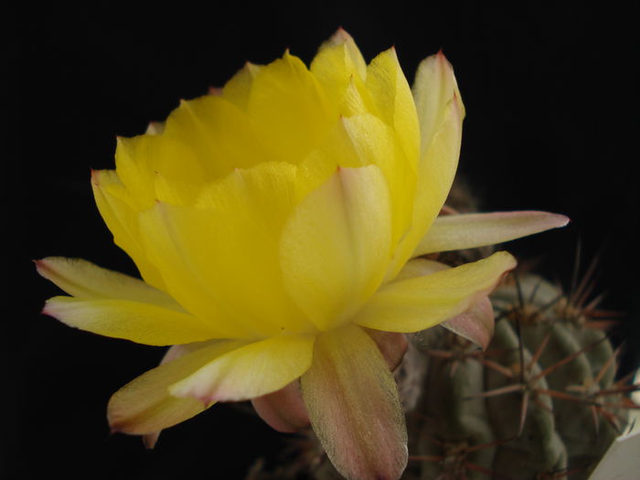 DSC08339 - Cactusi 2011