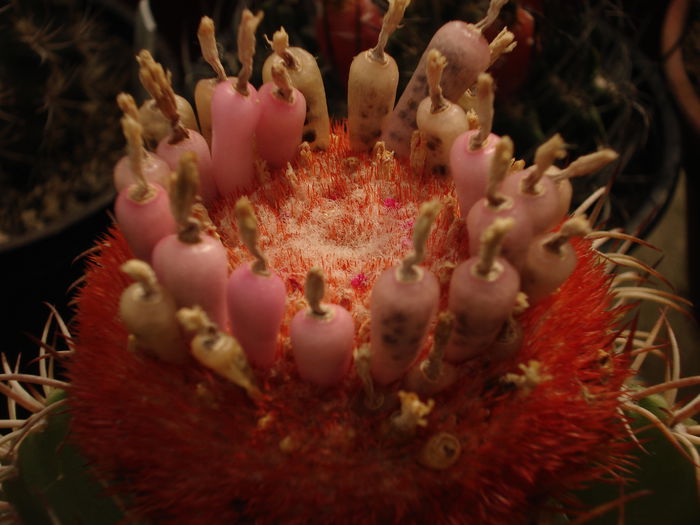 videok 389 - Cactusi 2011
