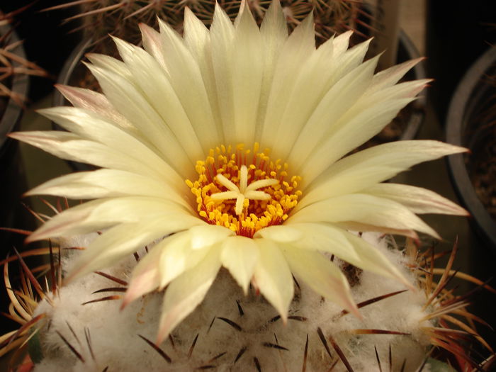 videok 391 - Cactusi 2011