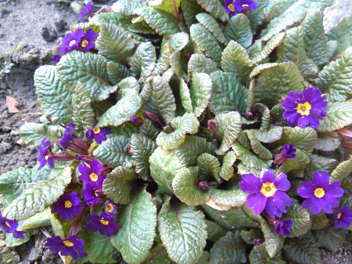 primula visinie