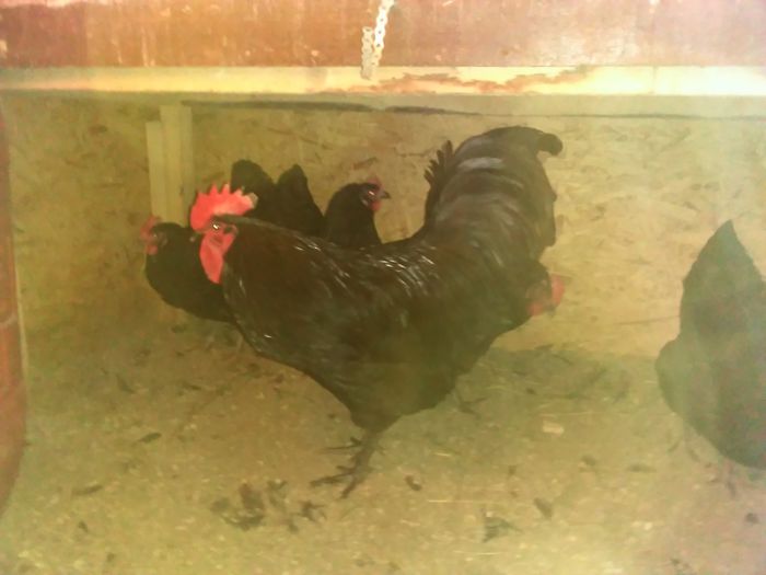 IMG_20150308_174801 - AUSTRALORP