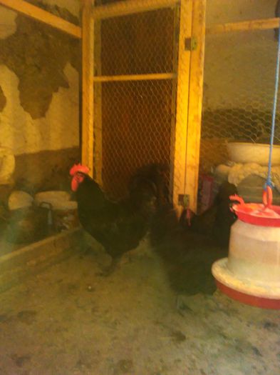 IMG_20150308_174857 - AUSTRALORP