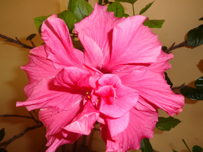 DSC06035 - HIBISCUS  2015