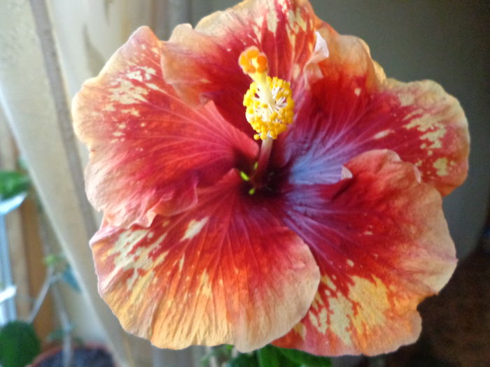 DSC05940 - A-HIBISCUS 2015-1