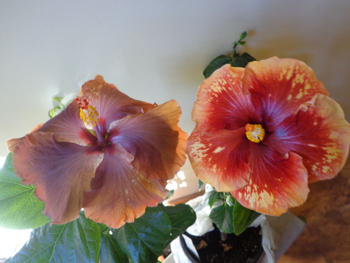 DSC05964 - A-HIBISCUS 2015-1