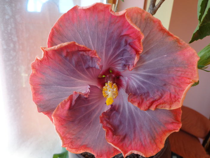 DSC06059 - A-HIBISCUS 2015-1