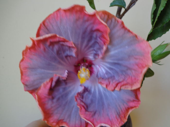 DSC06062 - A-HIBISCUS 2015-1