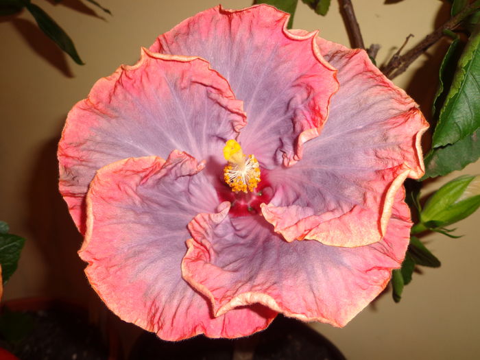 DSC06079