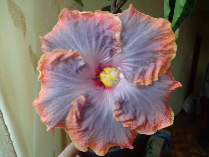 DSC06090 - A-HIBISCUS 2015-1