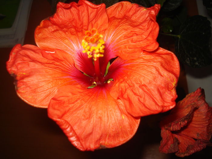 Adonicus Salmon - HIBISCUS 2015