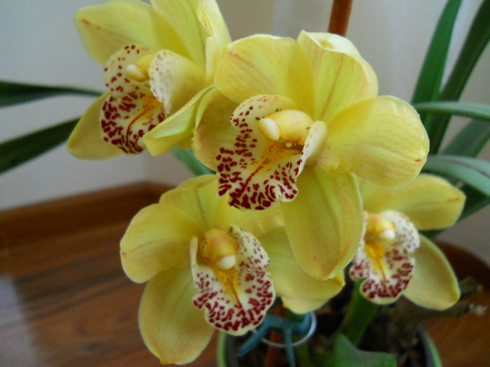 8 (2) - cymbidium 2015