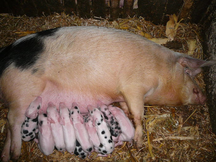 ...pt toti unsprezece !!! - w_13_0_PORCI 2010-2018