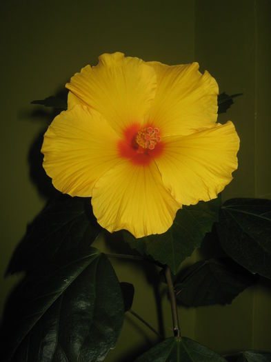 Picture My plants 2392