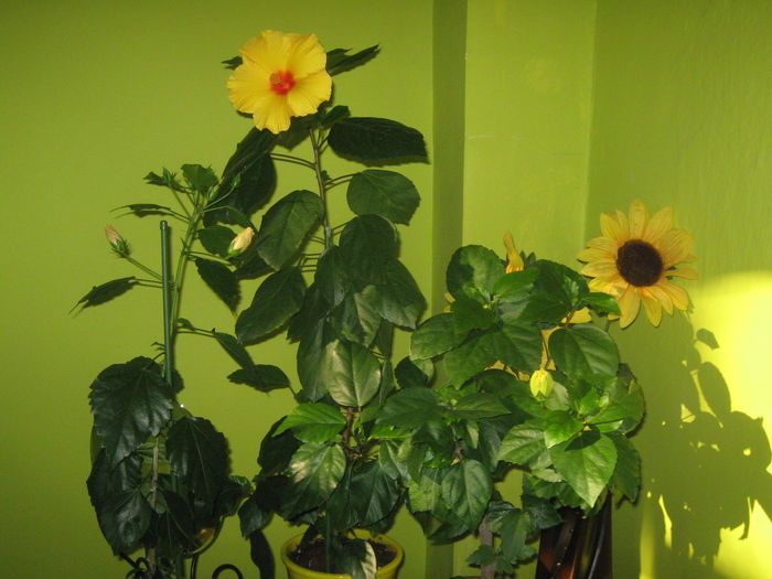 Picture My plants 2399 - Hibiscus Kim