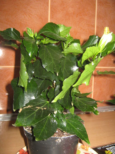 floraria flowershop - Noi achizitii 2015