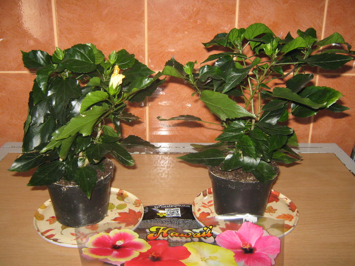 Picture My plants 2408 - Noi achizitii 2015