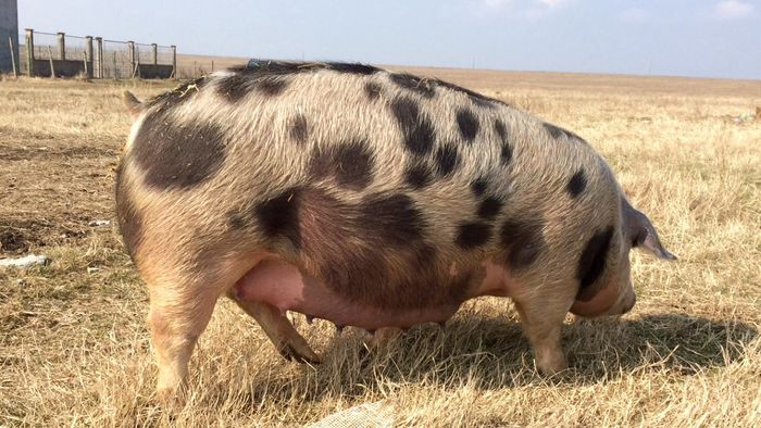 SCROAFA TOPIGS; APROX 200 KG INAINTE DE PRIMA FATARE LA VARSTA DE 1 AN
