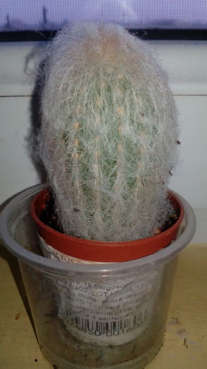Cactus pufos - 2015