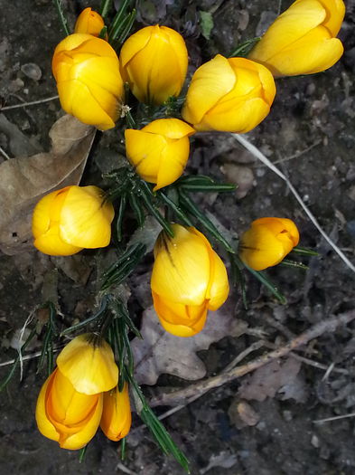 20150311_164308 - 1_PRIMAVARA