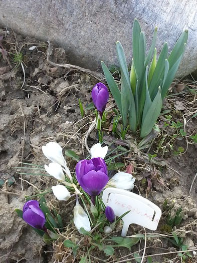 20150311_164108 - 1_PRIMAVARA