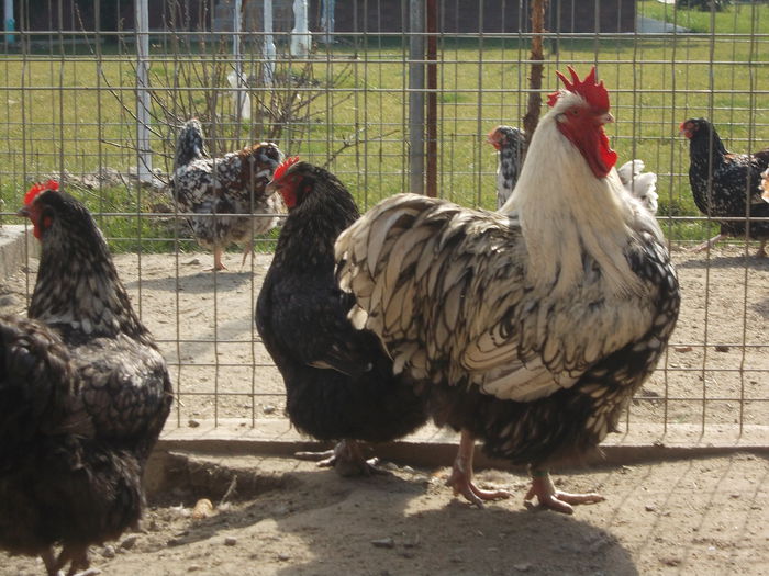 DSCN3571 - LICHIDARE STOC GAINI 2015