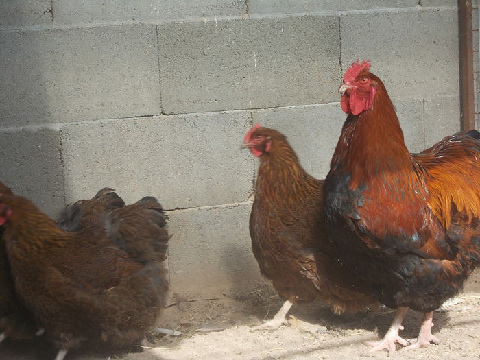 DSCN3565 - LICHIDARE STOC GAINI 2015