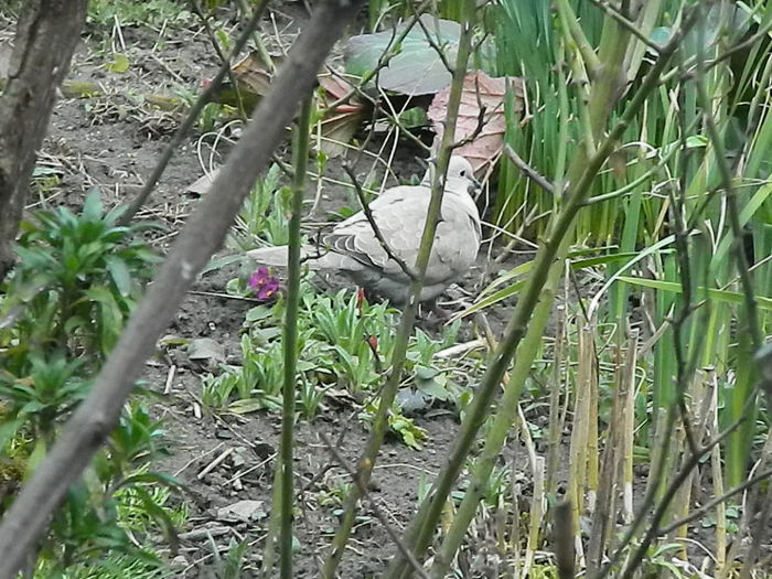 DSCN9297 - DOUA TURTURELE_FILMULET