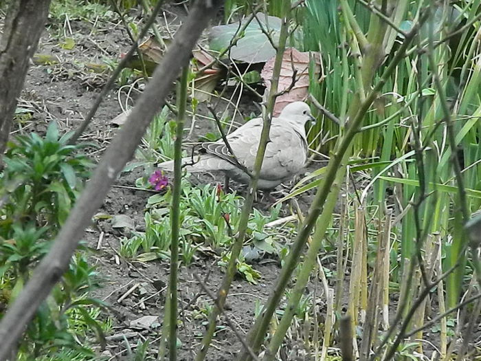 DSCN9298 - DOUA TURTURELE_FILMULET