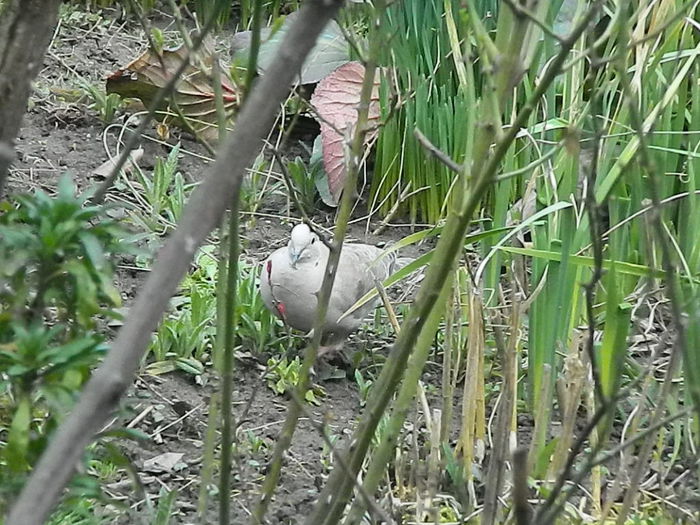 DSCN9301 - DOUA TURTURELE_FILMULET