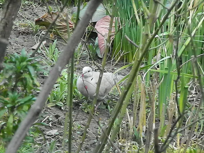 DSCN9303 - DOUA TURTURELE_FILMULET