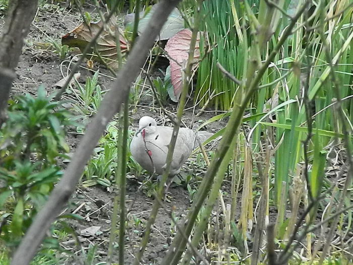 DSCN9304 - DOUA TURTURELE_FILMULET