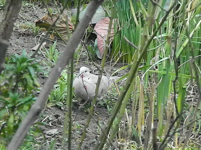 DSCN9305 - DOUA TURTURELE_FILMULET