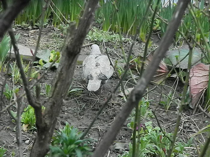 DSCN9306 - DOUA TURTURELE_FILMULET