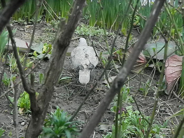 DSCN9307 - DOUA TURTURELE_FILMULET