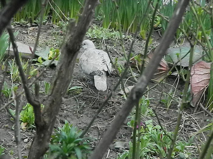 DSCN9309 - DOUA TURTURELE_FILMULET