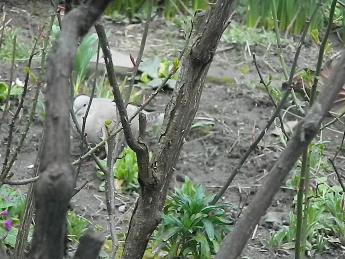 DSCN9311 - DOUA TURTURELE_FILMULET