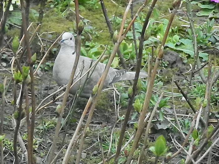 DSCN9316 - DOUA TURTURELE_FILMULET
