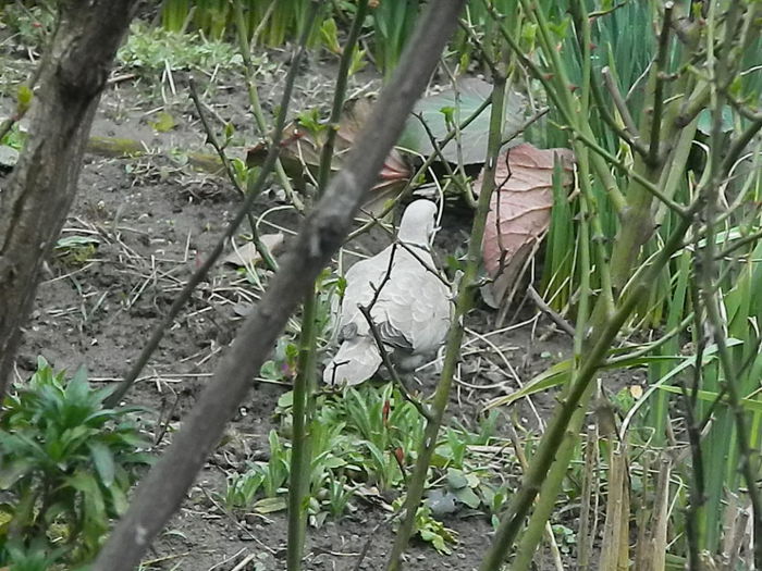 DSCN9323 - DOUA TURTURELE_FILMULET