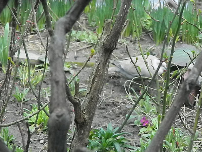 DSCN9326 - DOUA TURTURELE_FILMULET