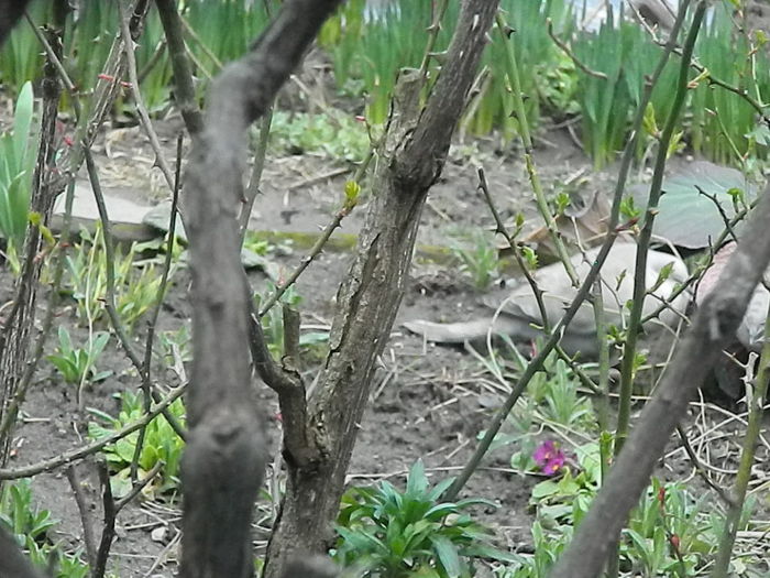 DSCN9327 - DOUA TURTURELE_FILMULET