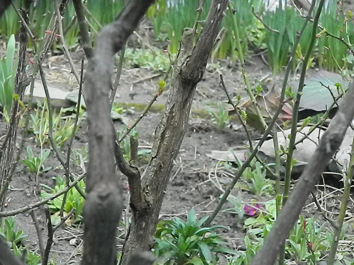 DSCN9328 - DOUA TURTURELE_FILMULET