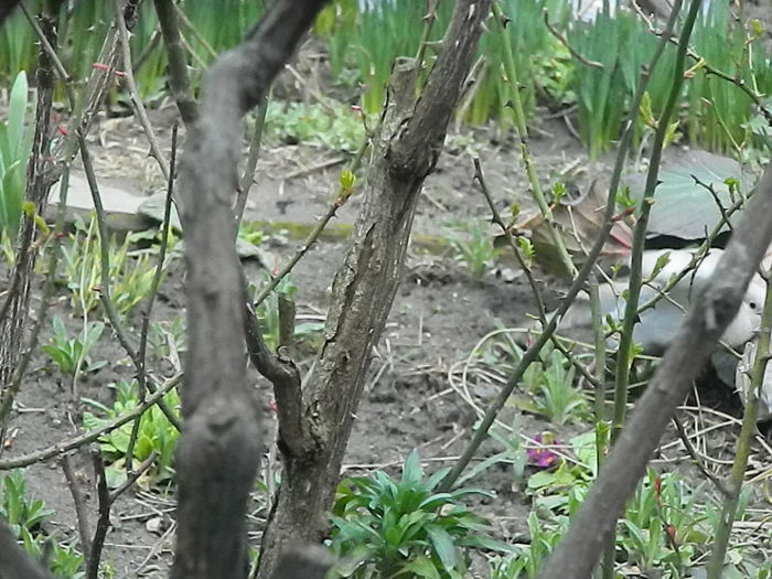 DSCN9329 - DOUA TURTURELE_FILMULET