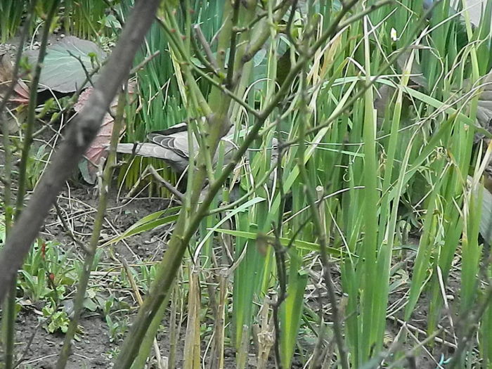 DSCN9331 - DOUA TURTURELE_FILMULET