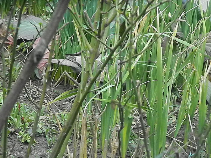 DSCN9332 - DOUA TURTURELE_FILMULET